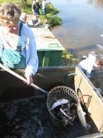 Berounka 2-vysazování ryb na ostrově v Zadní Třebáni 21.10.08 (1).JPG